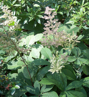 Rodgersia aesculifolia