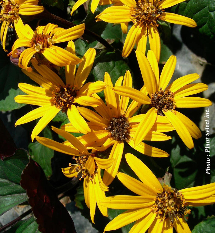 Ligularia 'Othello'