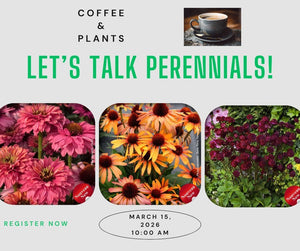 New Perennials in the Garden Centre Class