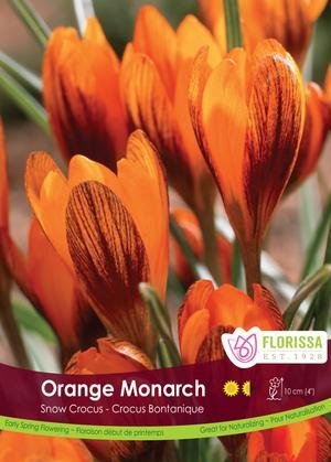 Crocus 'Orange Monarch'