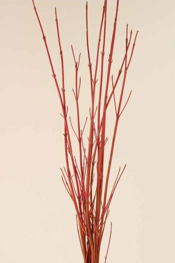 Dogwood - Red