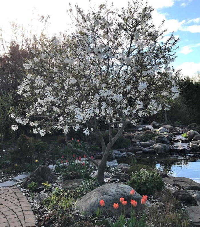 Tree for Sale in Ottawa Tree Store Near Me Beyond the House Inc.