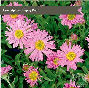 Aster alpinus 'Happy End'