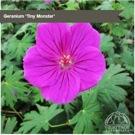 Geranium 'Tiny Monster'