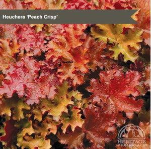 Heuchera 'Peach Crisp'