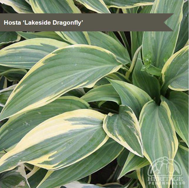 Hosta 'Lakeside Dragonfly'