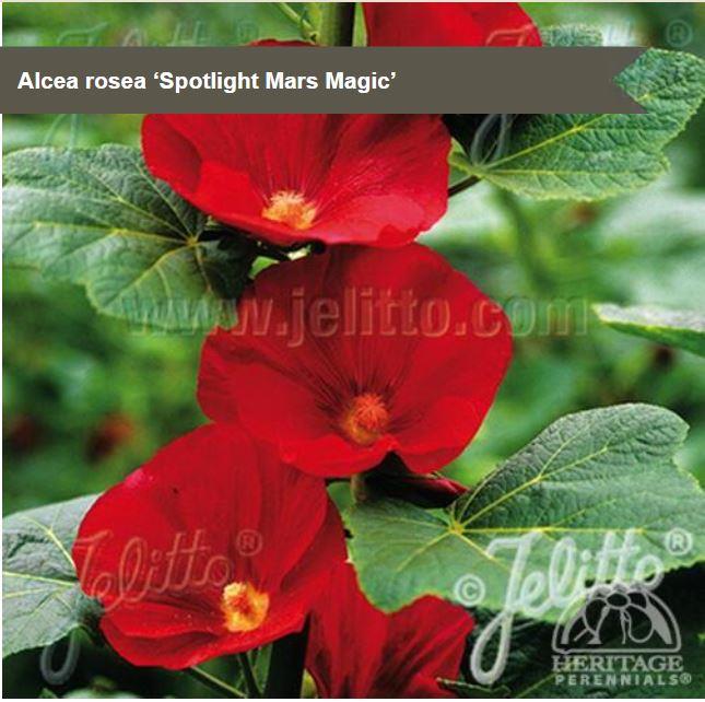 Alcea 'Spotlight Mars Magic'