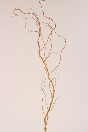 Curly Willow - Red Stem