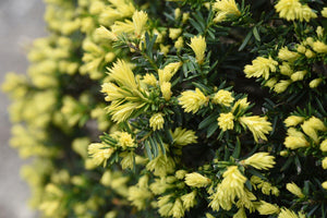 Taxus cuspidata 'Nana Aurescens'