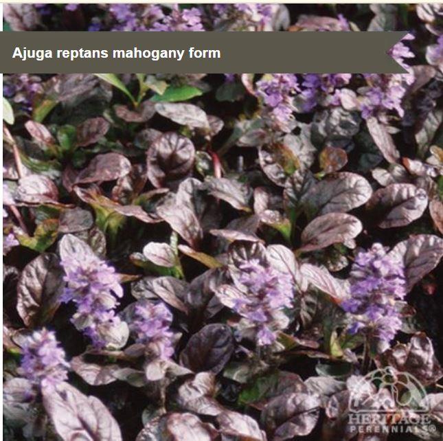 Ajuga 'Mahogany Form'