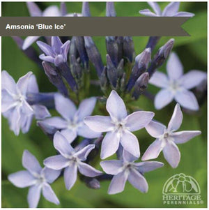 Amsonia 'Blue Ice'