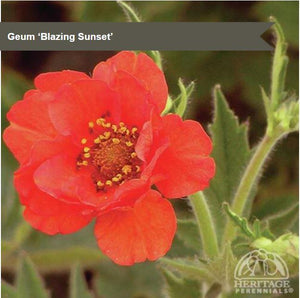 Geum 'Blazing Sunset'