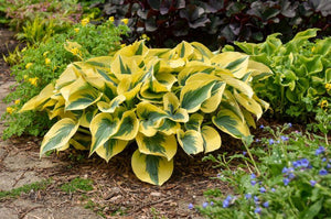 Hosta Shadowland® 'Autumn Frost'