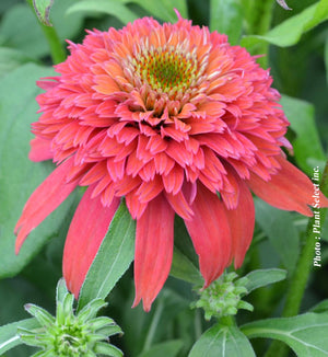 Echinacea Double Scoop™ 'Raspberry Deluxe'