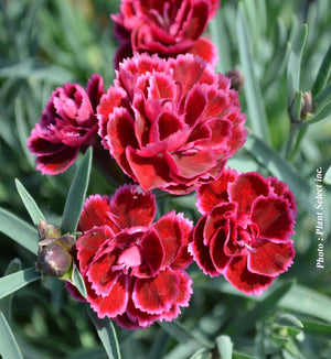 Dianthus EverLast™ Burgundy Blush