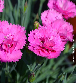 Dianthus EverLast™ Orchid