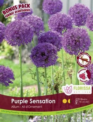 Allium 'Purple Sensation'