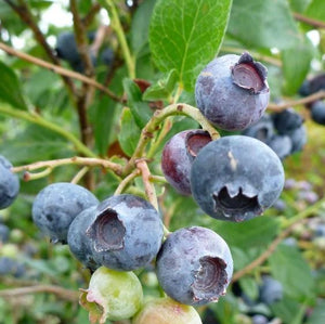 Blueberry Duke - Organic