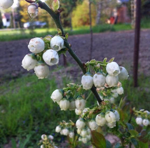 Blueberry Northblue - Organic