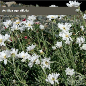 Achillea ageratifolia