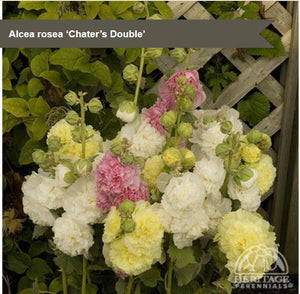 Alcea 'Chater's Double Mix'