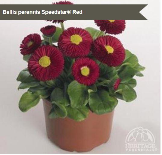 Bellis 'Speedstar Red'