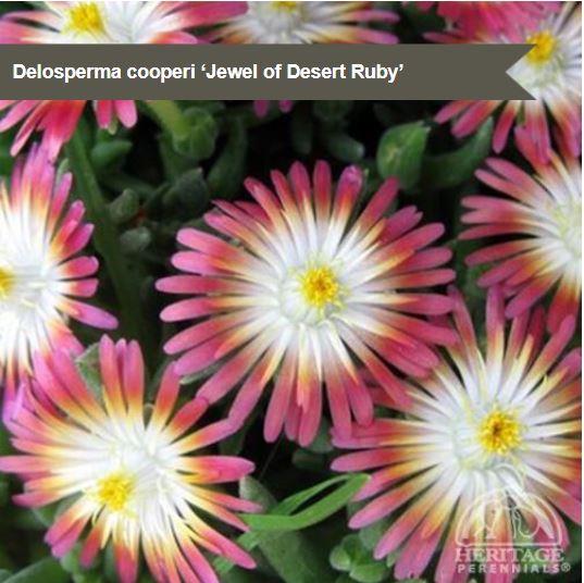 Delosperma 'Jewel of the Desert Ruby'