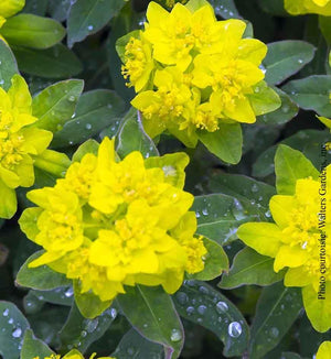 Euphorbia polychroma