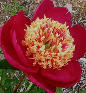 Paeonia lactiflora 'Sword Dance'