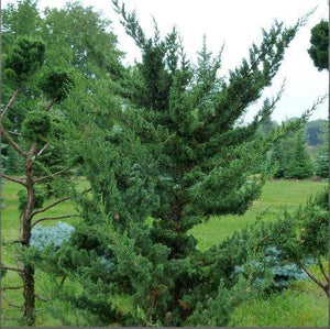 Juniperus 'Robusta Green'
