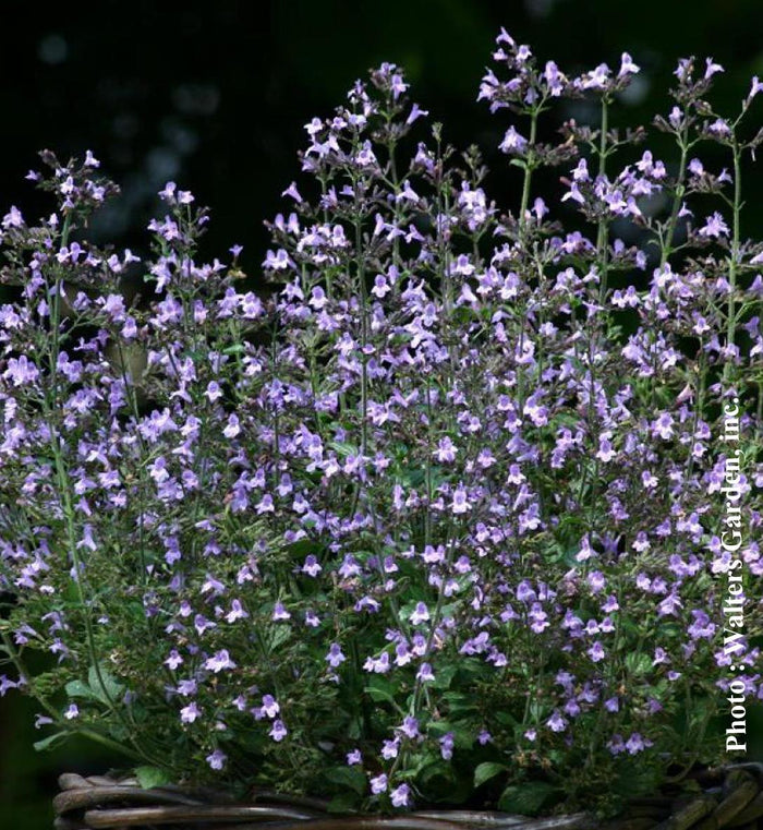 Calamintha nepeta 'Marvelette Blue'