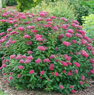 Spiraea japonica 'Double Play Dolly®'