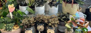   INDOOR PLANTS & POTS 