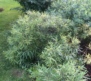 Clethra 'Pink Spire'