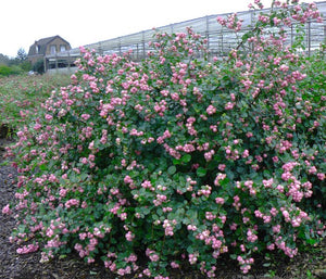 Symphoricarpos 'Proud Berry®'