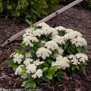 Viburnum Lil Ditty