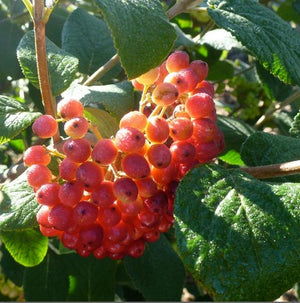 Viburnum lantana