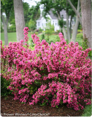 Weigela 'Sonic Bloom® Pink'