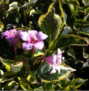 Weigela 'Variegata'