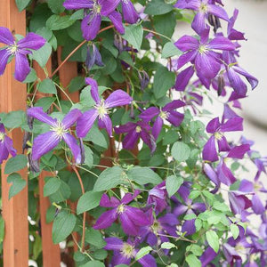 Clematis 'Happy Jack Purple' | Beyond the House