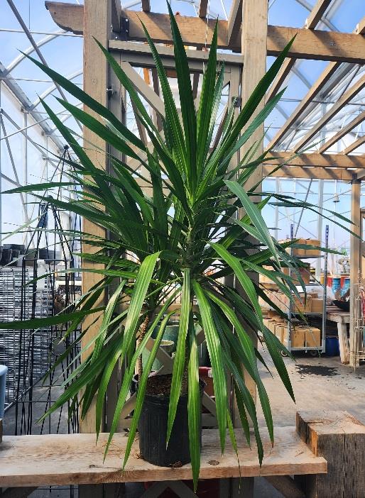 Dracaena Marginata Tarzan | Beyond the House