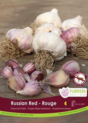 Garlic 'Russian Red'