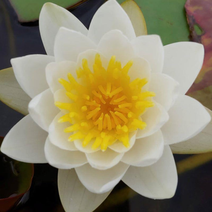 Water Lily 'Albida'