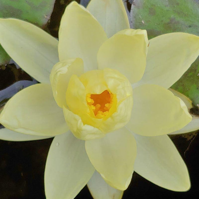 Water Lily 'Chromatella'